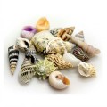 HOBBY HERMIT CRAB SHELLS LARGE PACK OF 5
